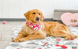 Goldendoodle dogs for sale: Sophie - Image 11