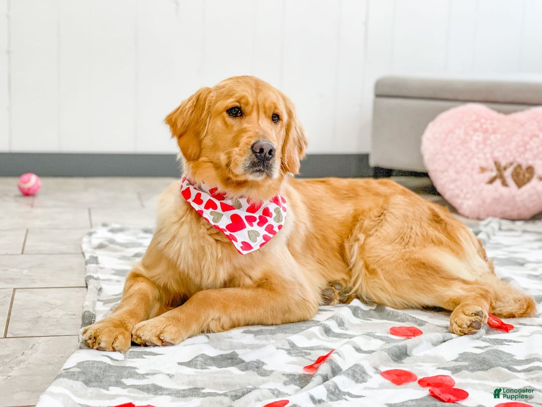 Goldendoodle dogs for sale: Sophie - Image 11