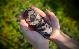 Morkie dogs for sale: Rare Merle Dragonfly - Image 20