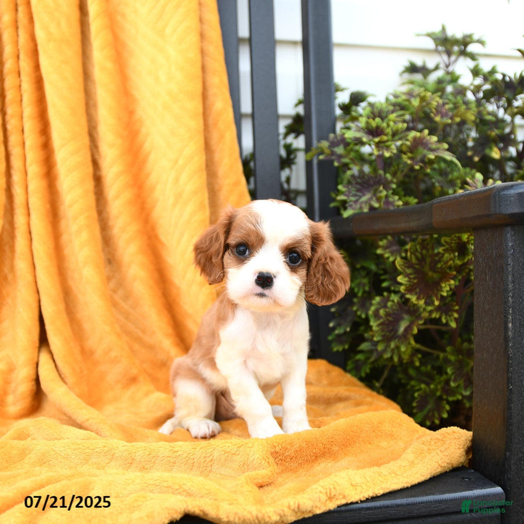 Cavalier King Charles Spaniel dogs for sale: Georgie - Image 1