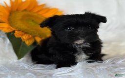 Morkie dogs for sale: LOGAN - Image 8