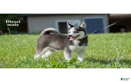 Alaskan Klee Kai dogs for sale: Diesel - Image 3