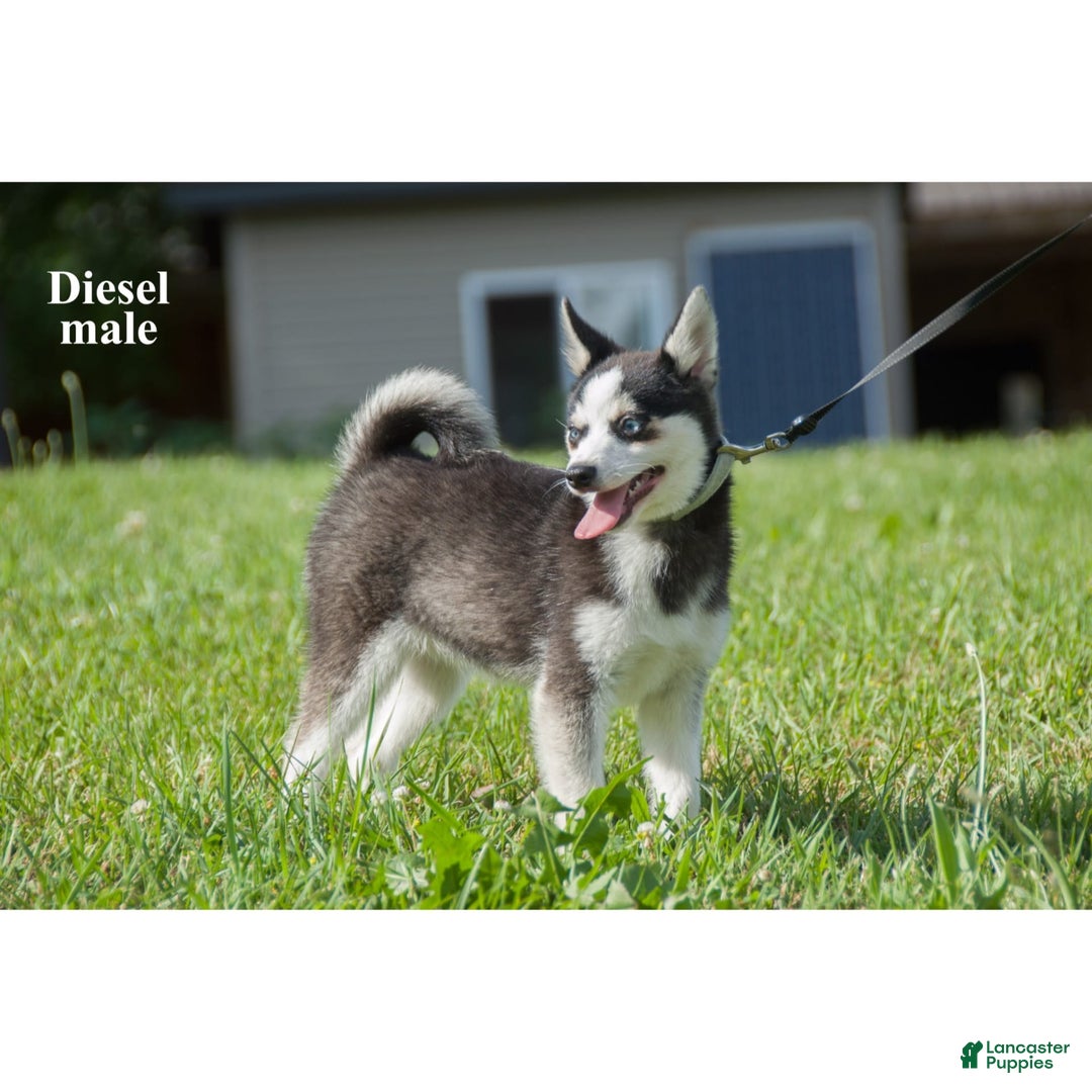 Alaskan Klee Kai dogs for sale: Diesel - Image 3