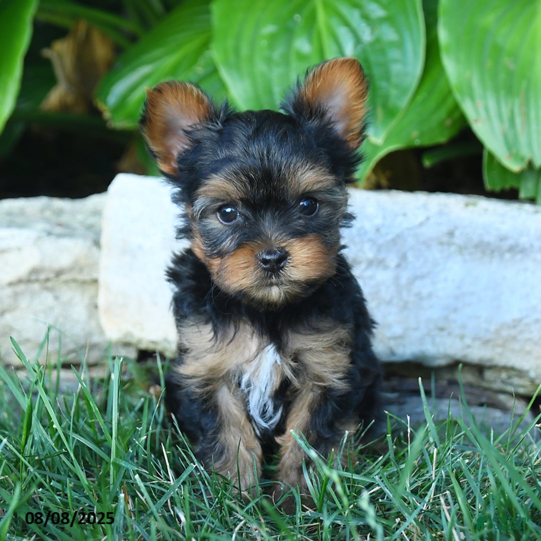 Yorkshire Terrier dogs for sale: Jojo - Image 4