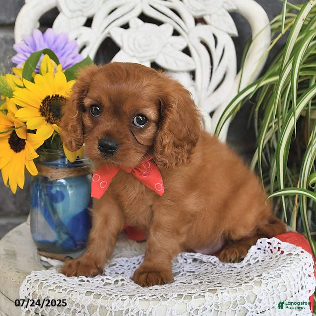 Cavalier King Charles Spaniel dogs for sale: Zander Blake - Image 4