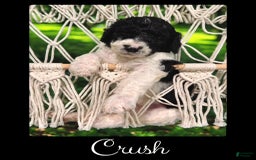 Bernedoodle dogs for sale: Crush - Image 4