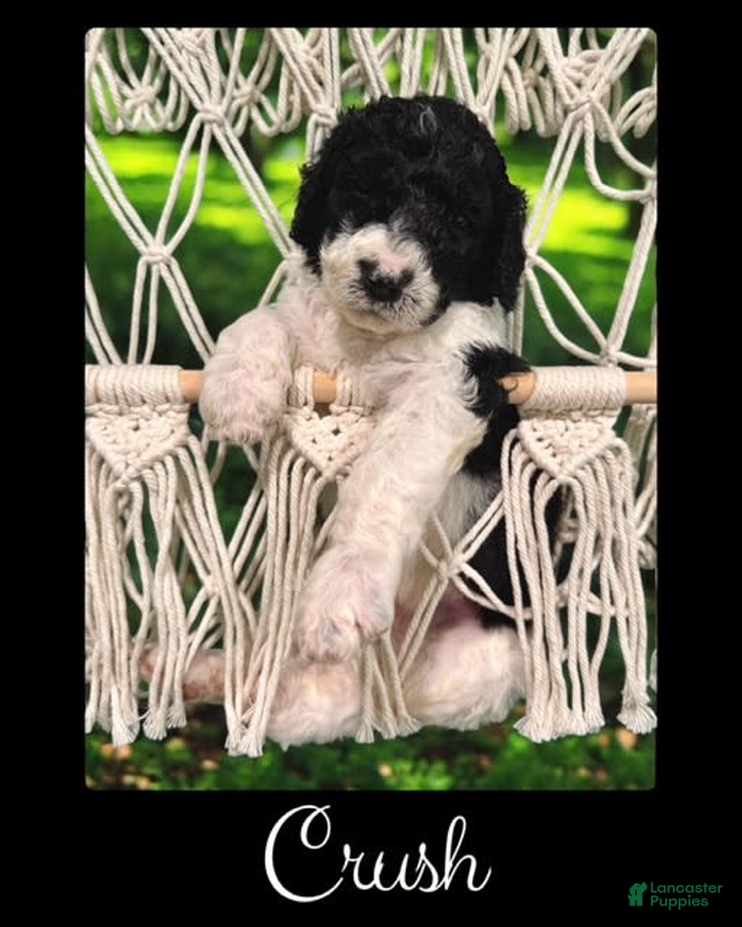 Bernedoodle dogs for sale: Crush - Image 4