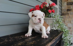 English Bulldog dogs for sale: Ruffles - Image 11