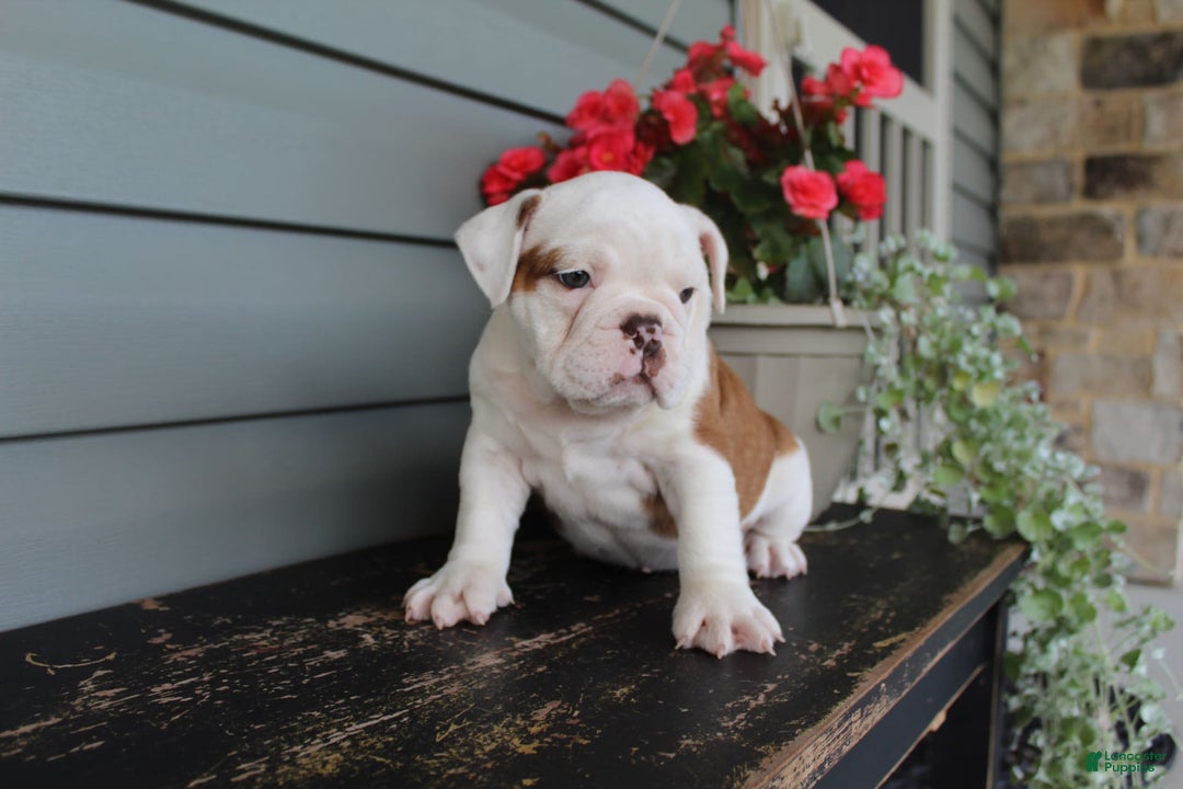 English Bulldog dogs for sale: Ruffles - Image 11