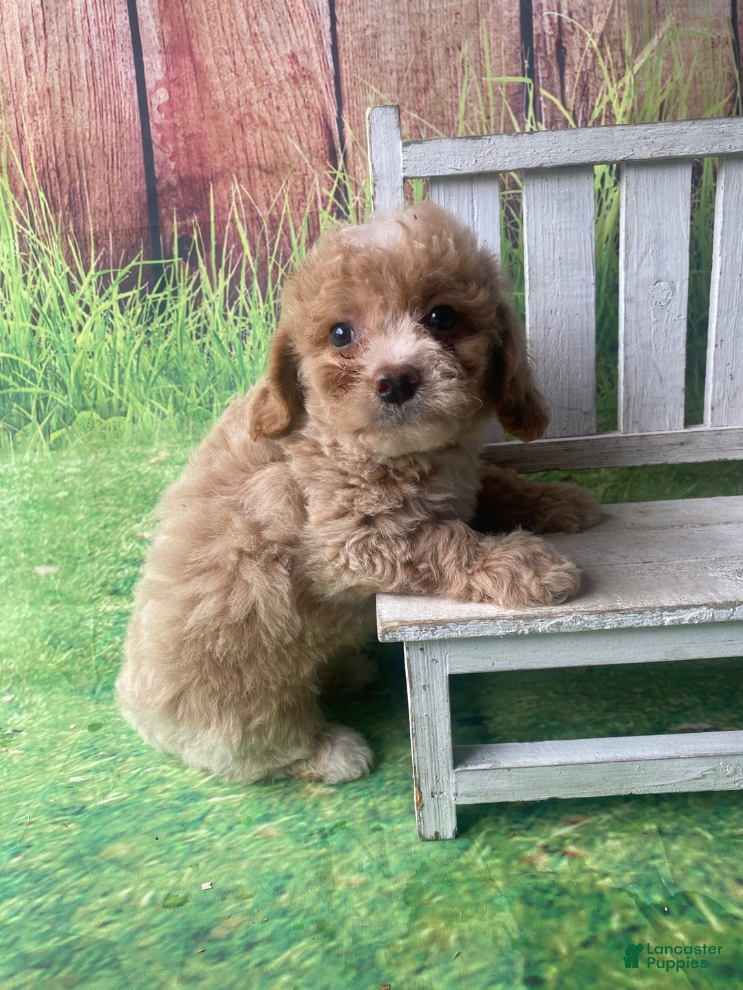 Mini Goldendoodle dogs for sale: Lani - Image 10