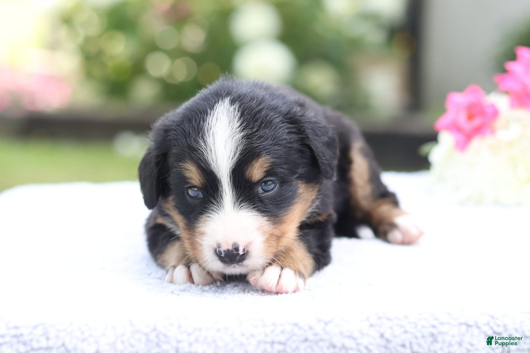 Bernese Mountain Dog dogs for sale: Paula AKC - Image 3