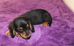 Dachshund dogs for sale: Dachshund 4 puppies - Image 8