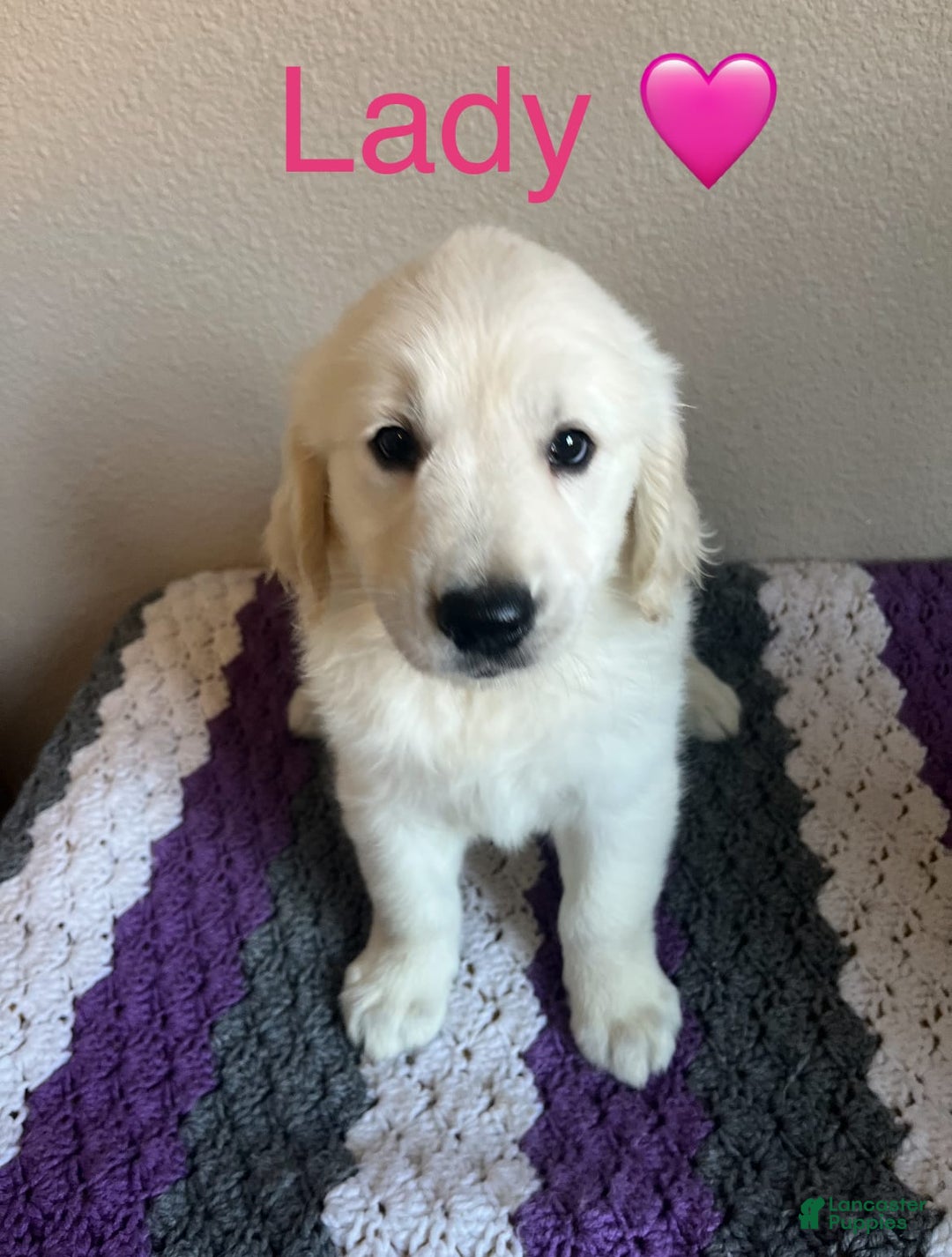 Golden Retriever dogs for sale: Lady - Image 2