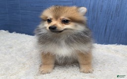 Pomeranian dogs for sale: Ricky - Image 2