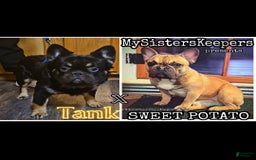 French Bulldog dogs for sale: Daisy - Image 13