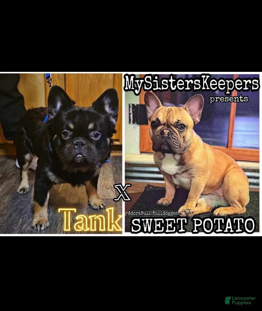 French Bulldog dogs for sale: Daisy - Image 13