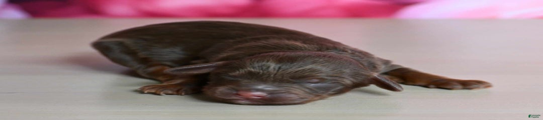 Chewy
