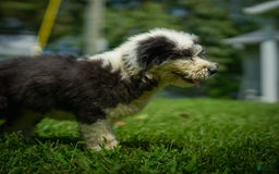 Old English Sheepdog dogs for sale: Flurry - Image 6