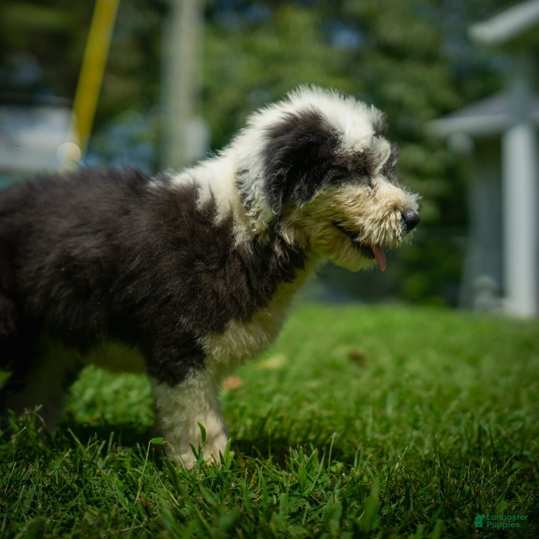 Old English Sheepdog dogs for sale: Flurry - Image 6