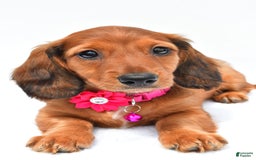 Miniature Dachshund dogs for sale: Ivory - Image 7