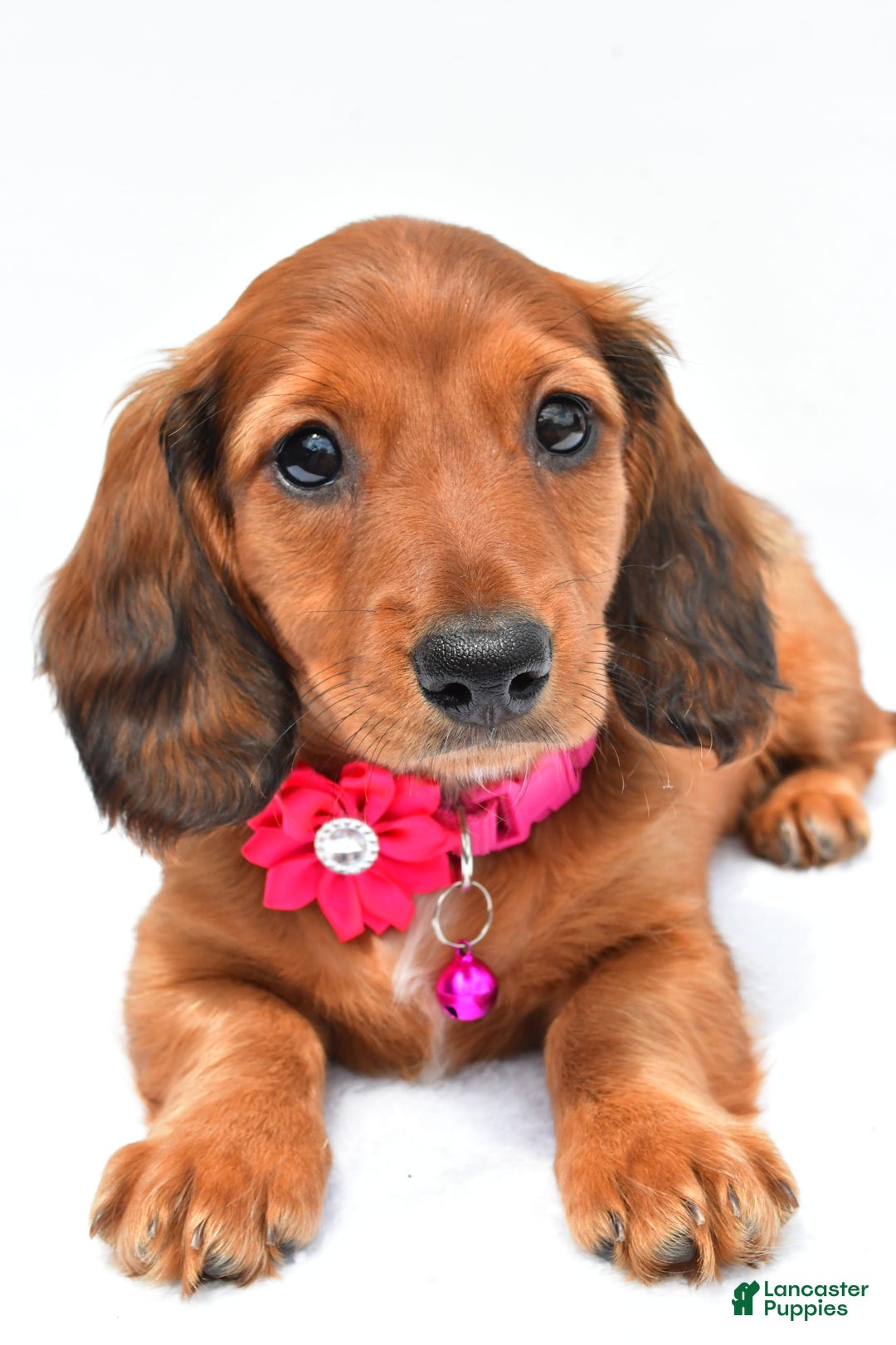 Miniature Dachshund dogs for sale: Ivory - Image 7