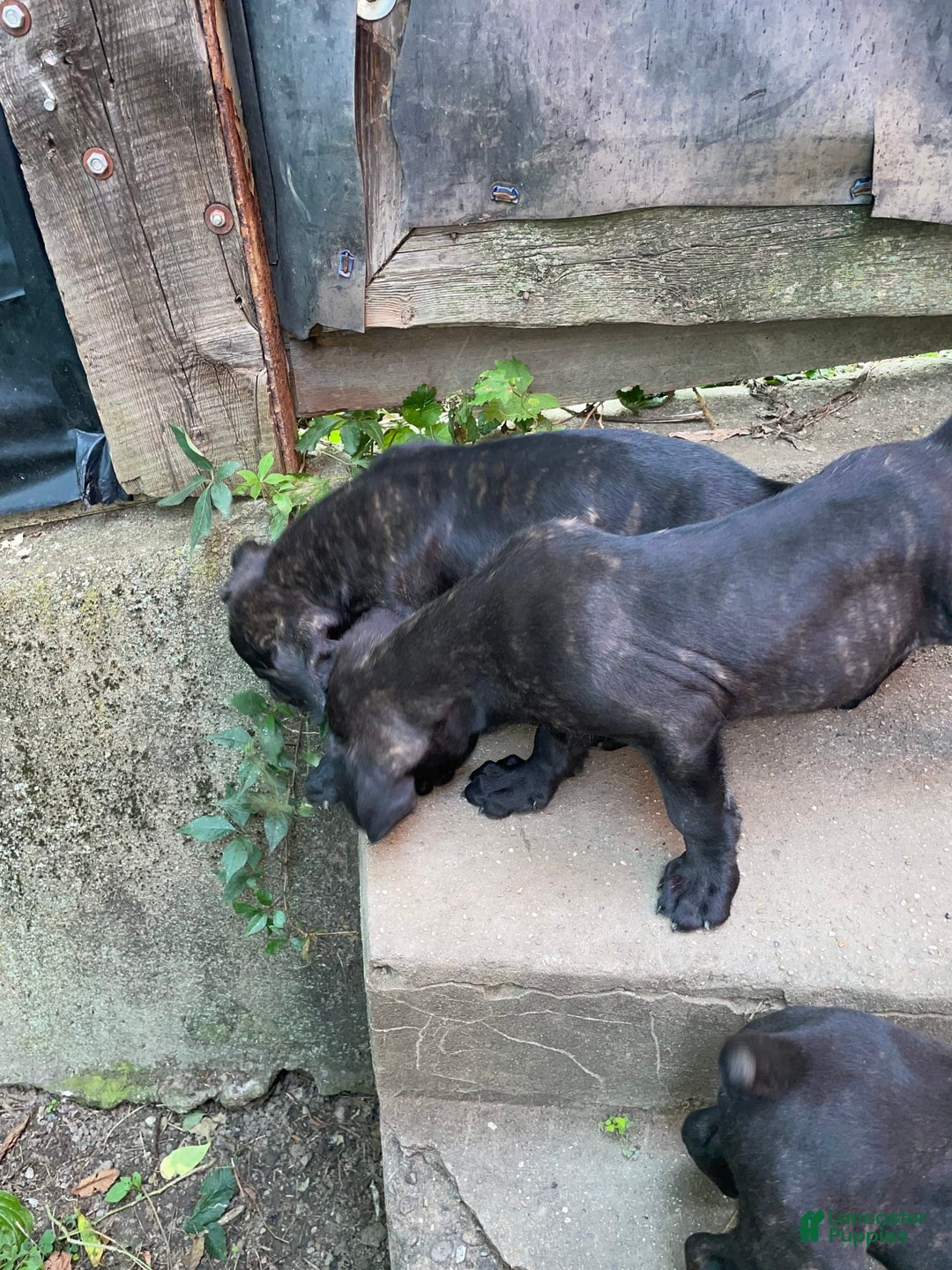 Cane Corso dogs for sale: Cane Corso 2 puppies - Image 2