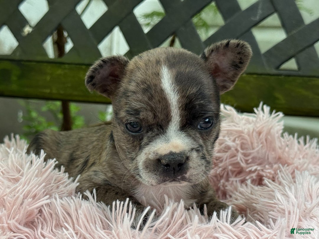 Frenchton dogs for sale: Jayna - Image 8