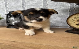 Welsh Corgi Pembroke dogs for sale: Chase - Image 10