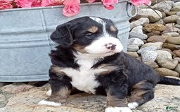 Mini Bernedoodle dogs for sale: Shiloh - Image 24