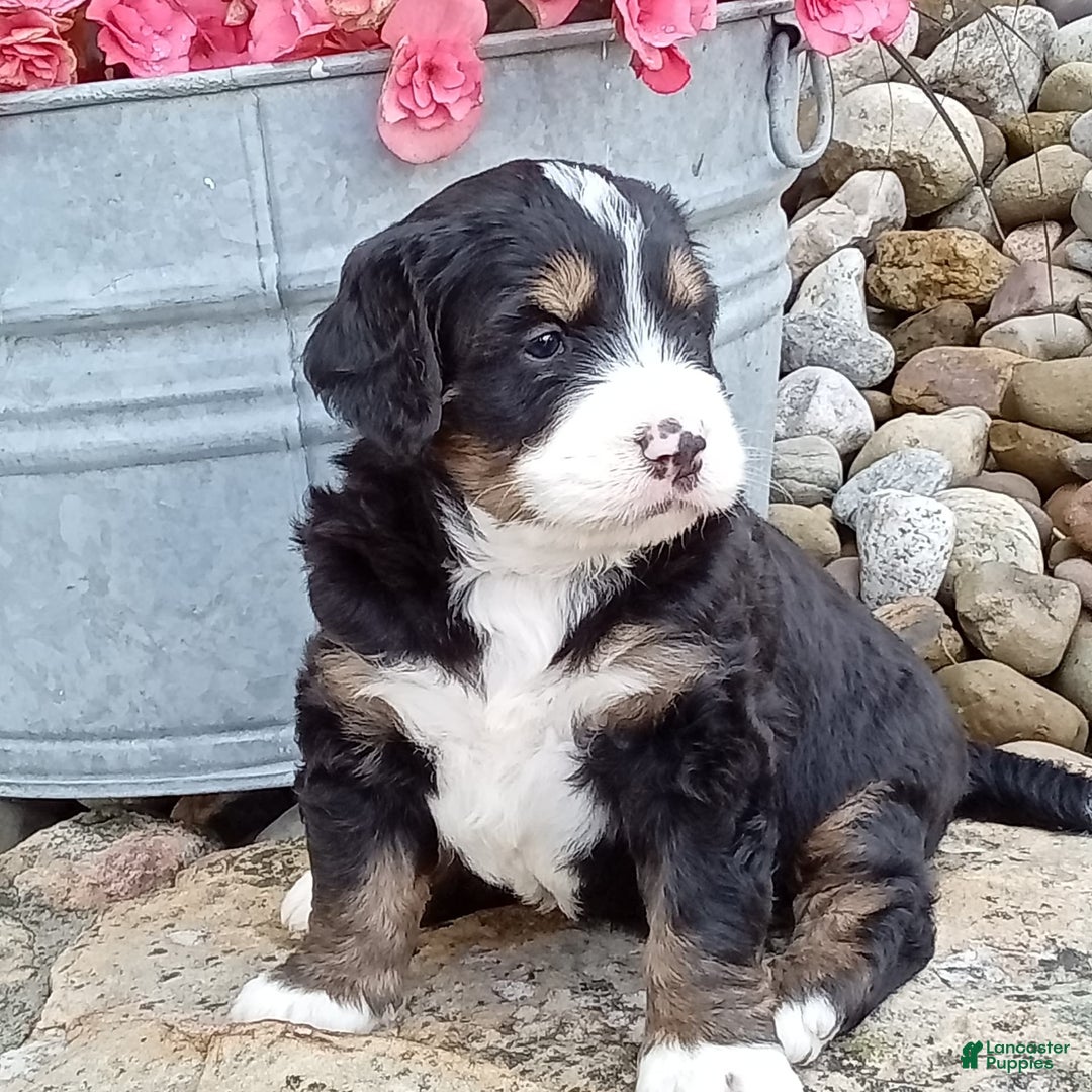 Mini Bernedoodle dogs for sale: Shiloh - Image 24