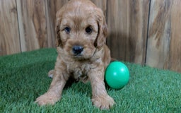 Cavapoo dogs for sale: Sprinkles Boy 1 - Image 1