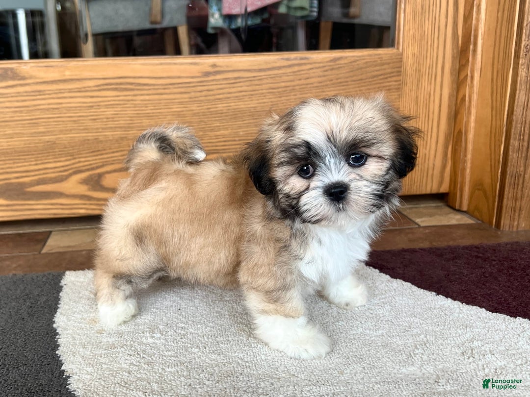 Lhasa Apso dogs for sale: Bella - Image 2
