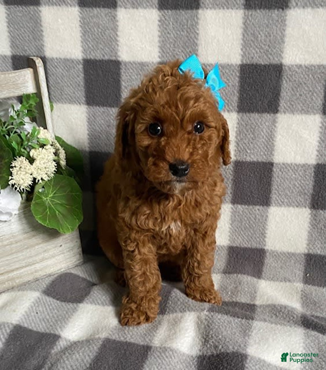 Mini Goldendoodle dogs for sale: Lisa - Image 3