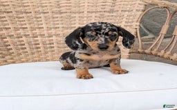 Miniature Dachshund dogs for sale: Buddy - Image 7