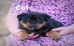 Rottweiler dogs for sale: Cole - Image 7