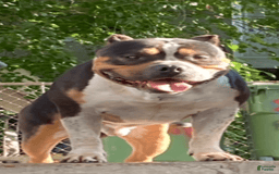 American Bully dogs for sale: Buffy - Image 8