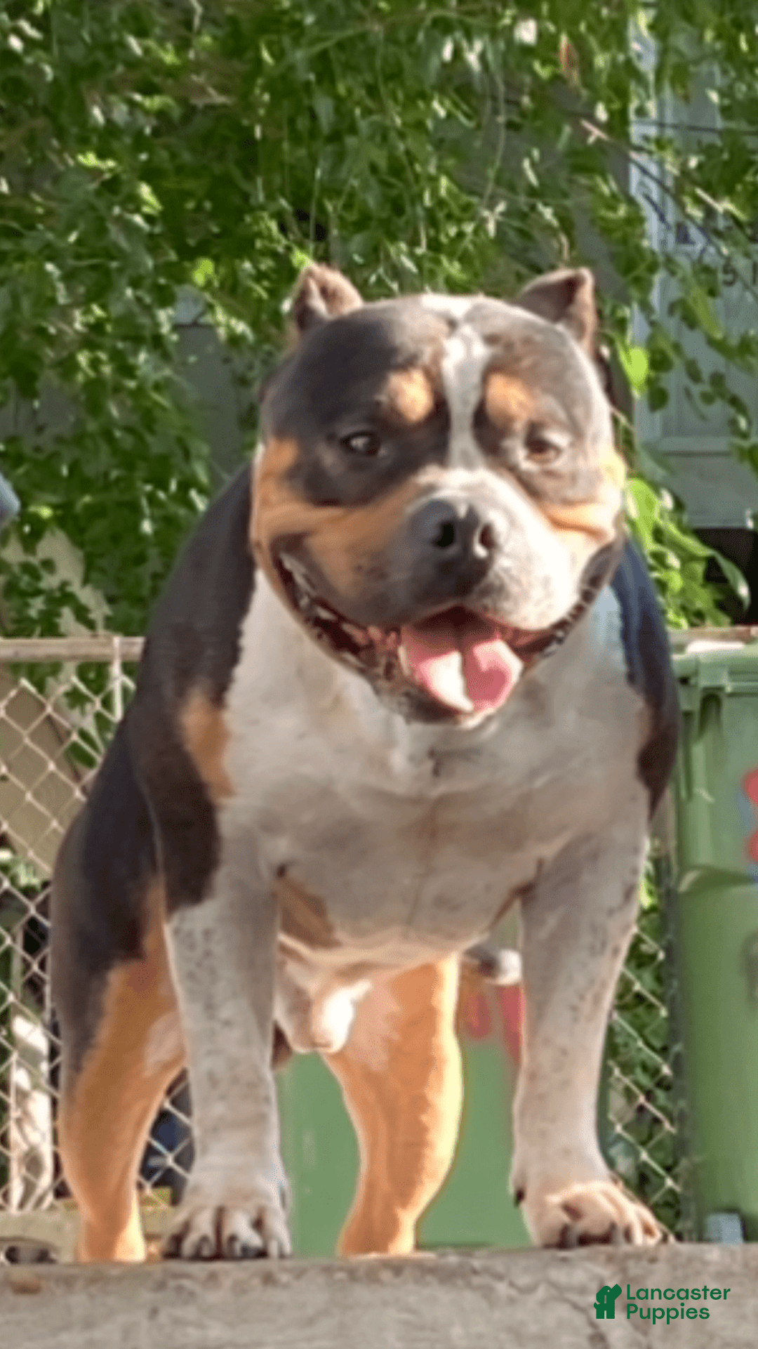 American Bully dogs for sale: Buffy - Image 8