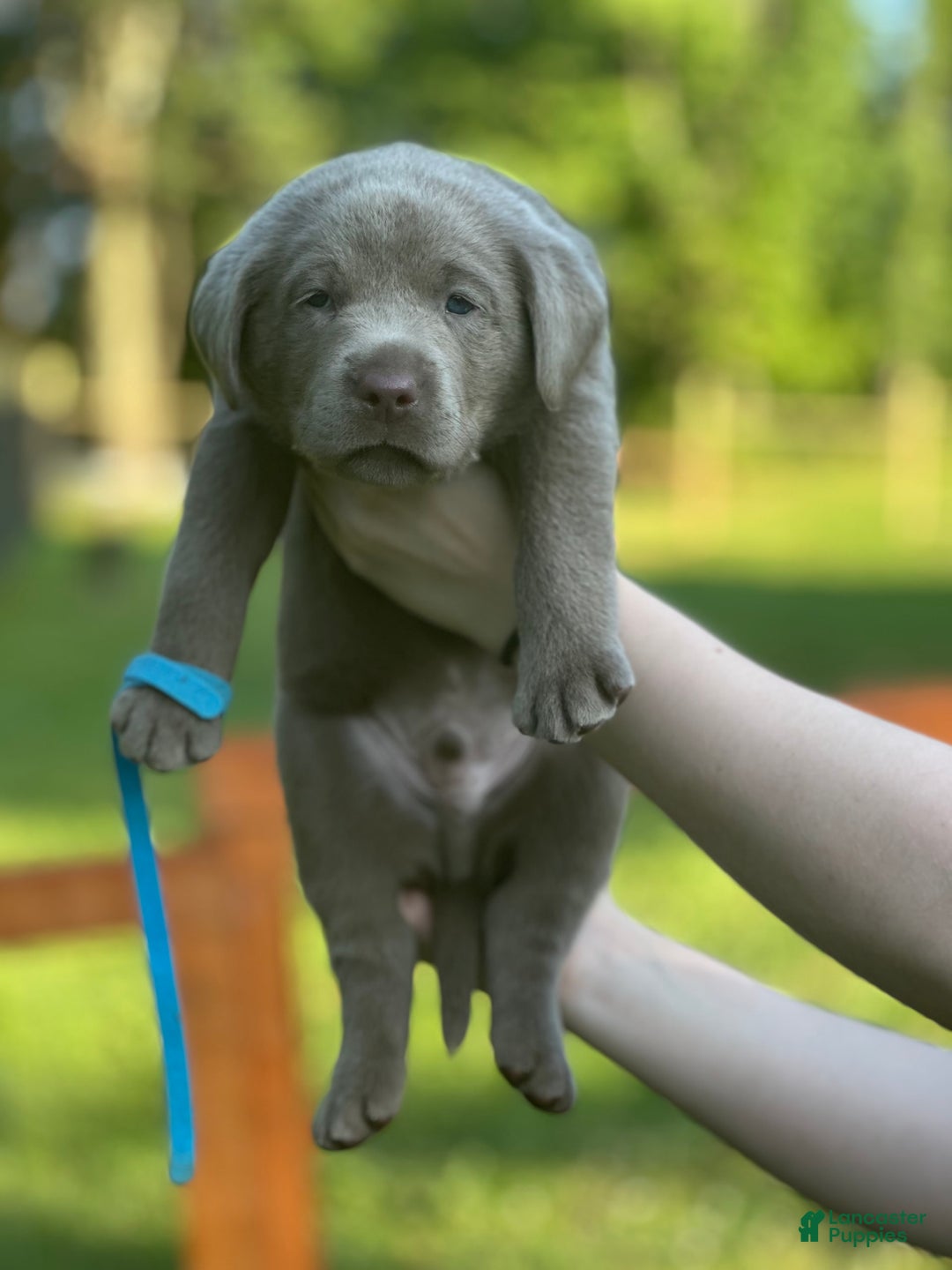 Labrador Retriever dogs for sale: Shark - Image 2