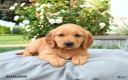 Miniature Golden Retriever dogs for sale: Sookie - Image 2