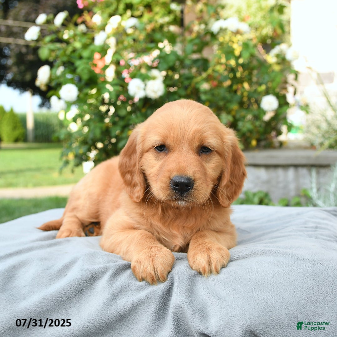 Miniature Golden Retriever dogs for sale: Sookie - Image 2