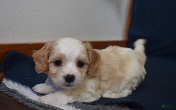 Cavachon dogs for sale: Rascal - Image 3