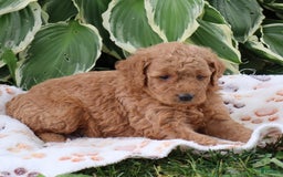 Mini Goldendoodle dogs for sale: Anabelle - Image 3
