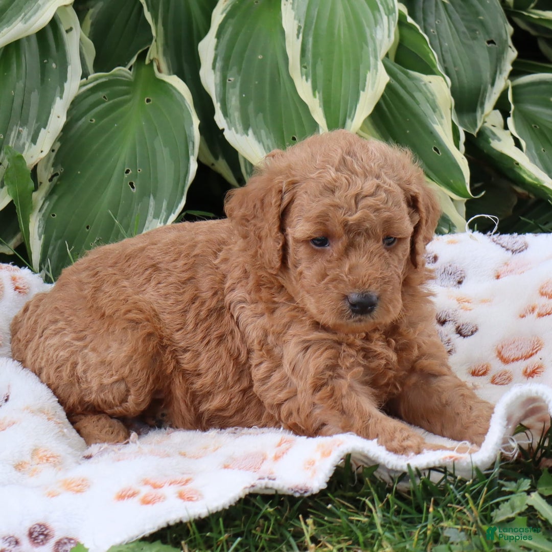 Mini Goldendoodle dogs for sale: Anabelle - Image 3