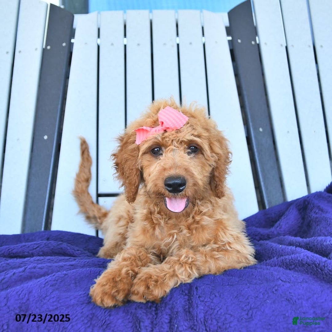Mini Goldendoodle dogs for sale: Aurora - Image 14