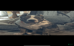 American Bully dogs for sale: Goldy - Image 13