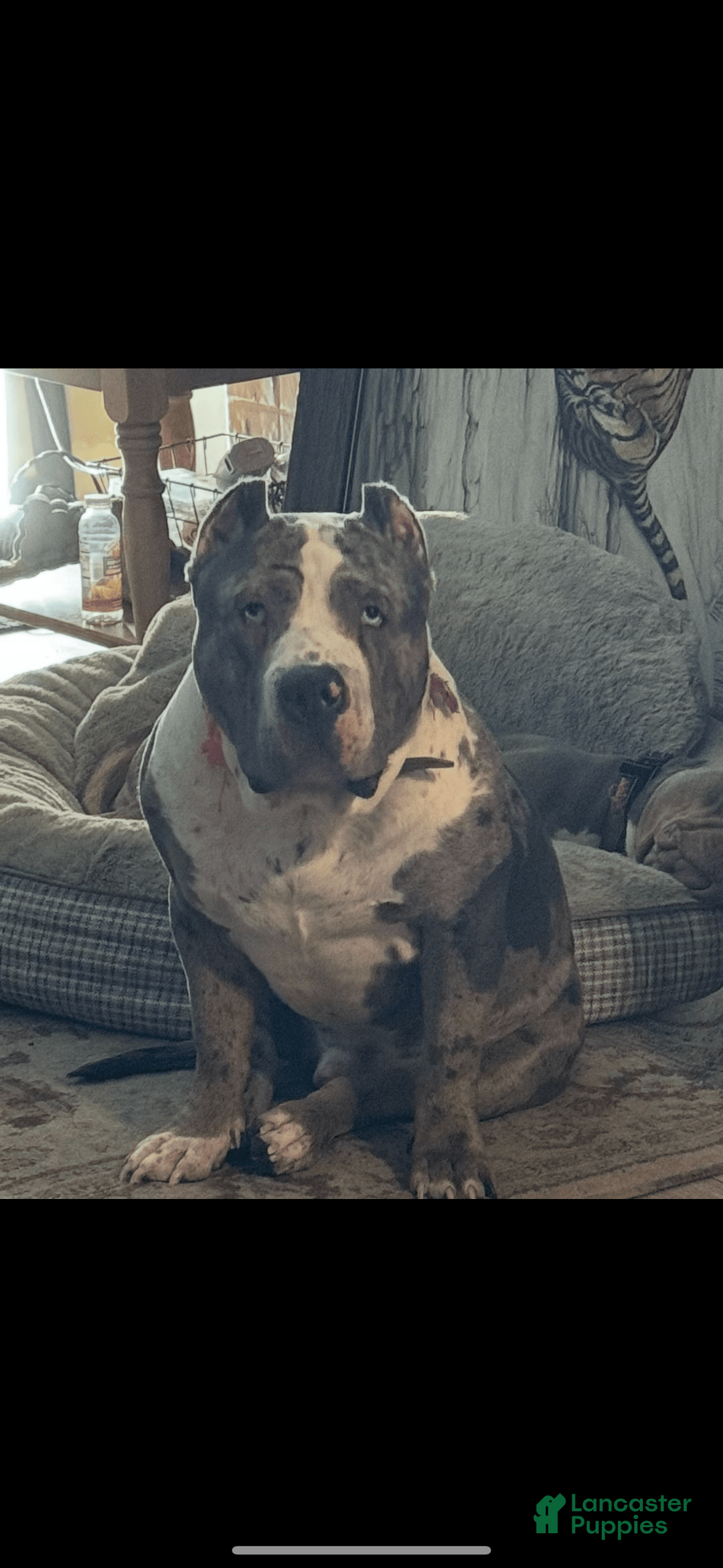 American Bully dogs for sale: Goldy - Image 13