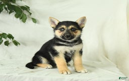Gerberian Shepsky dogs for sale: Mandy - Image 3