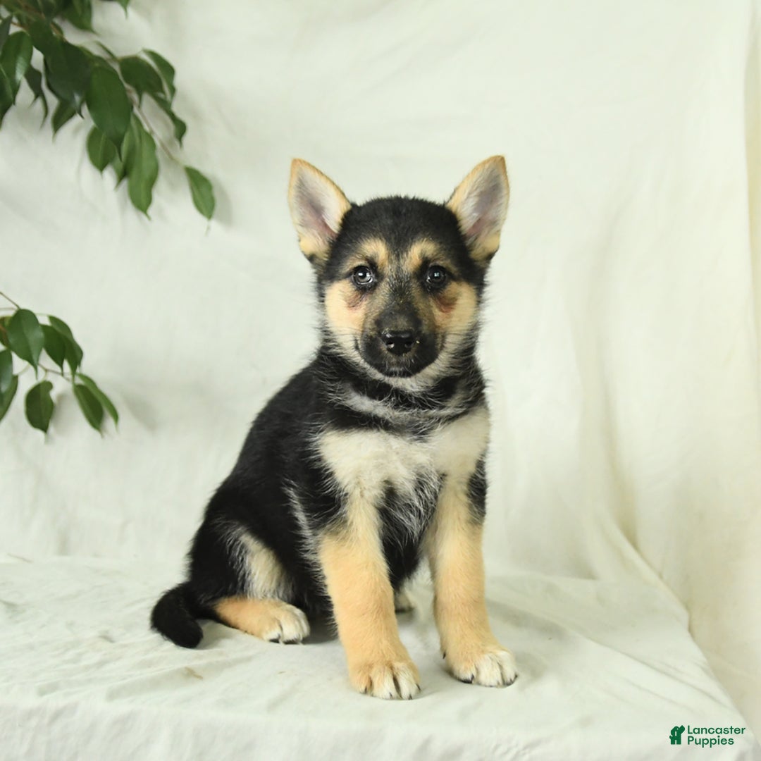 Gerberian Shepsky dogs for sale: Mandy - Image 3