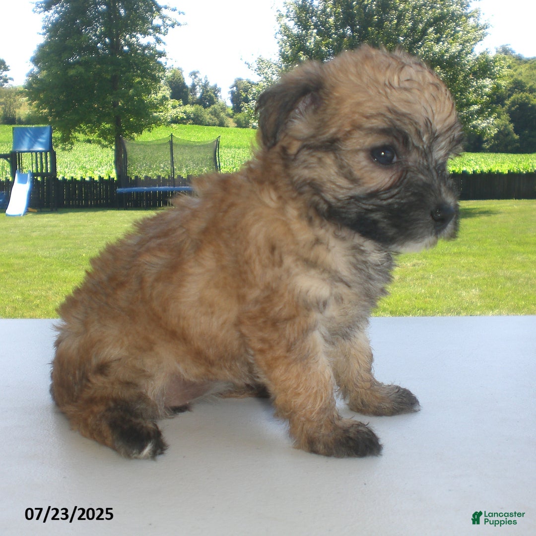 Yorkiepoo dogs for sale: Sally - Image 14
