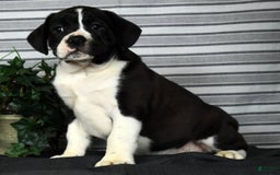Beabull dogs for sale: Aaron - Image 3